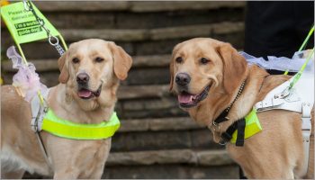 Bulldog Licensing, Guide Dogs